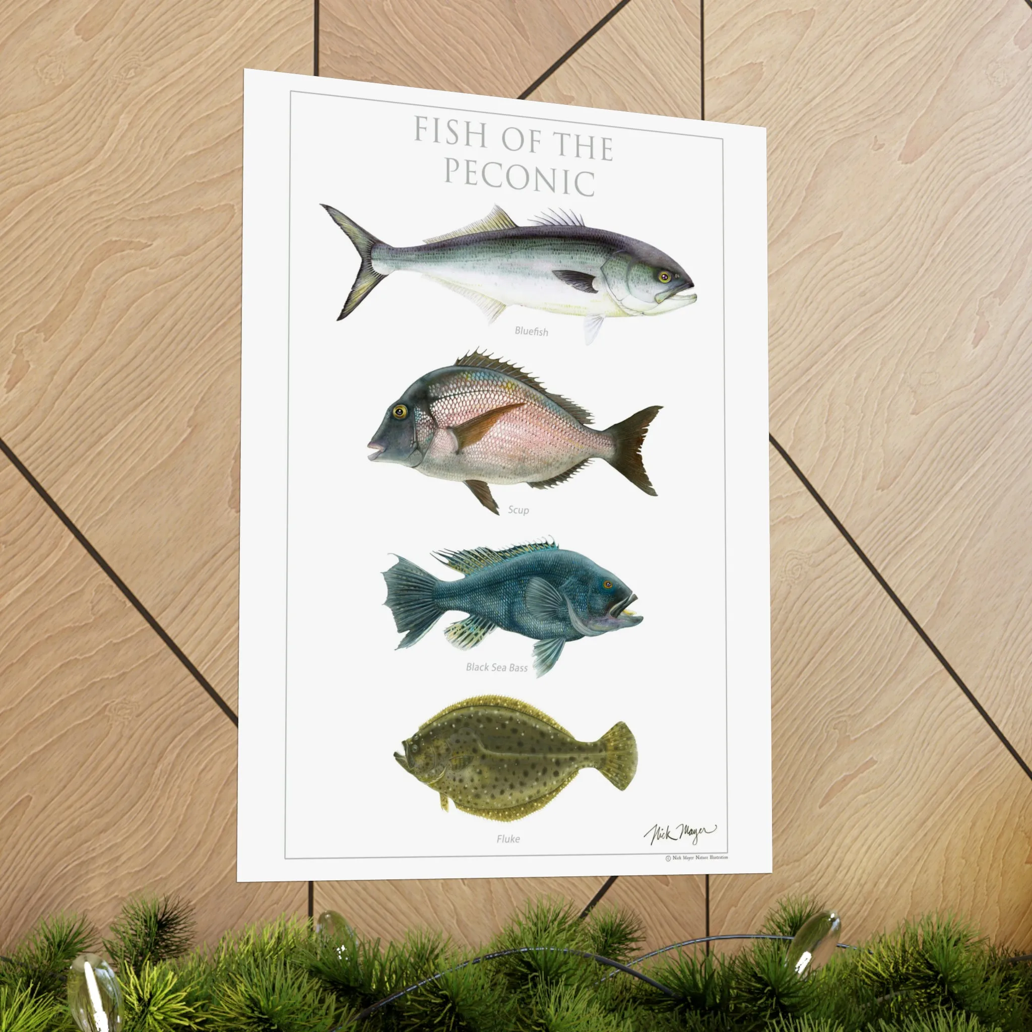 Fish of the Peconic Poster