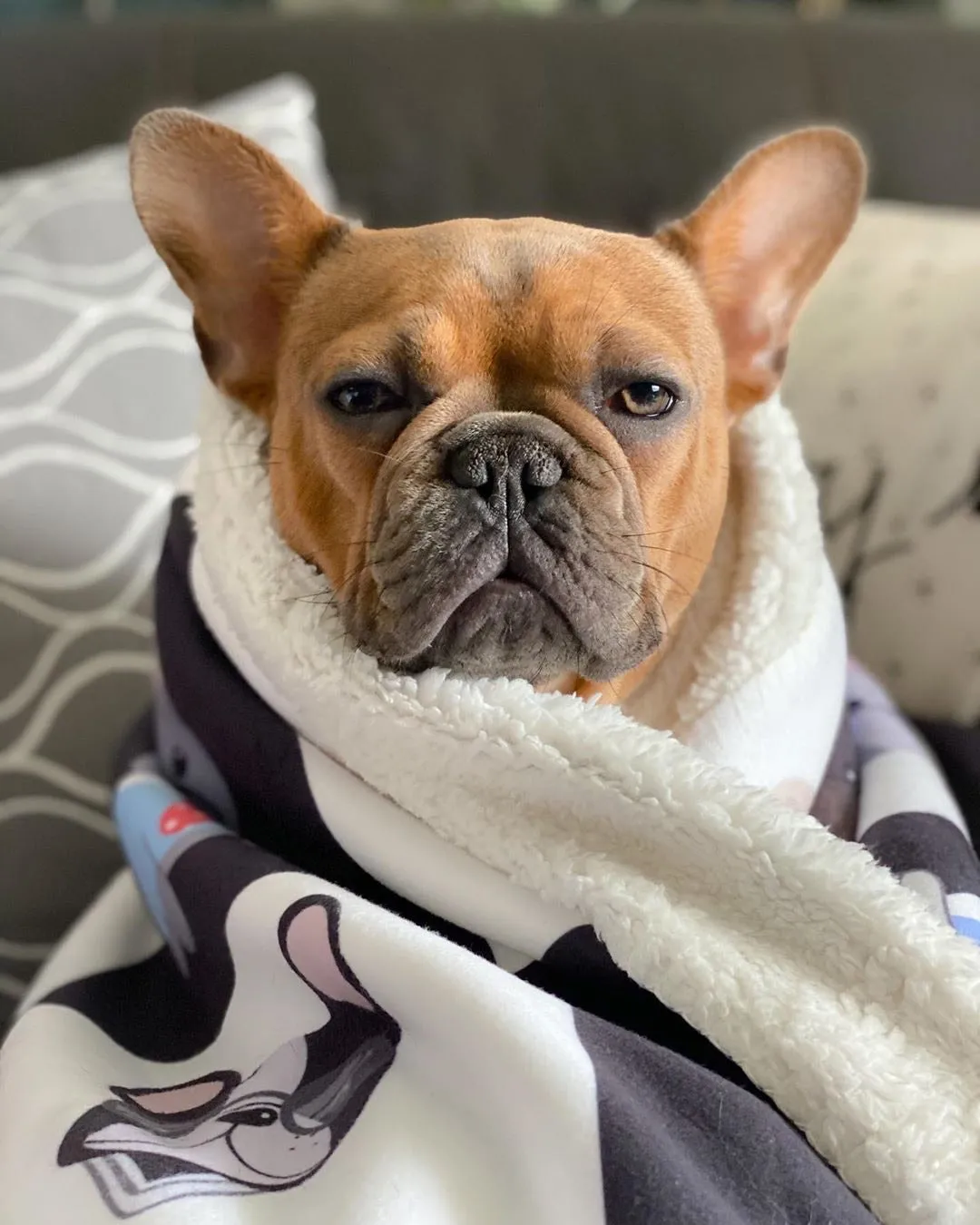 Frenchie Blanket | Preppy French Bulldogs on Black & White