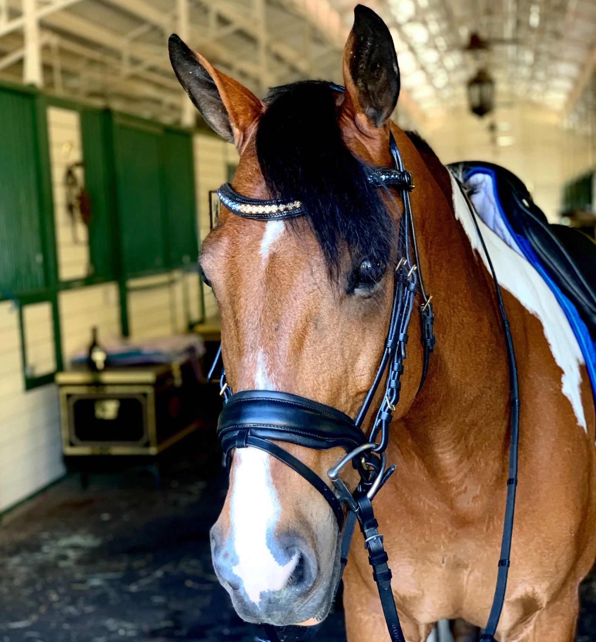 Halter Ego® Crystal Patent Browband - Dusk To Dawn